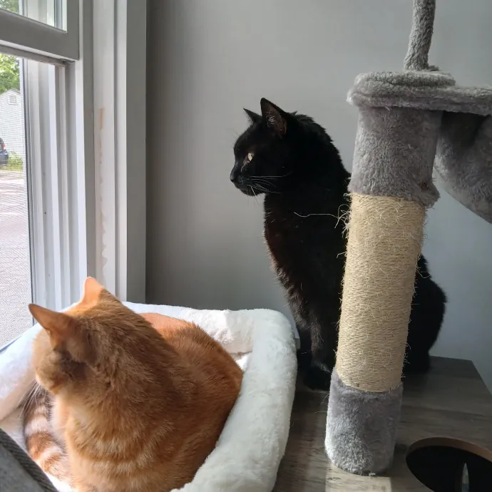 Cozy Paws Cat Care photo 4