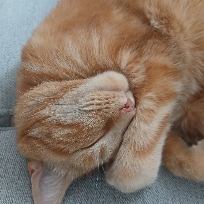Cozy Paws Cat Care photo 3