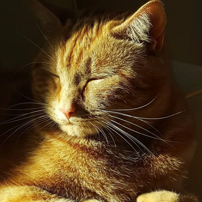 Cozy Paws Cat Care photo 2