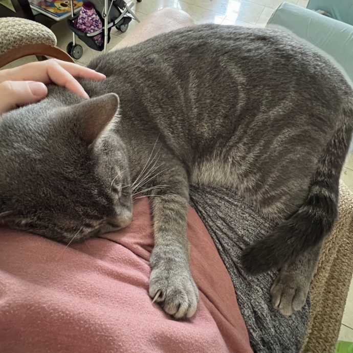 Friendly Reliable Cat Care In Your Home