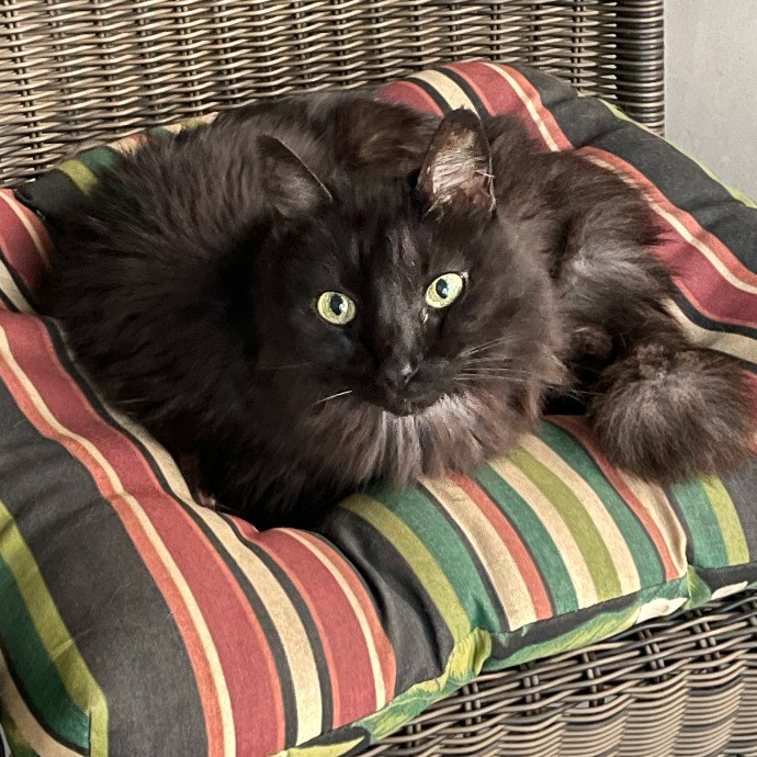 It's All About Your Furbaby photo 3