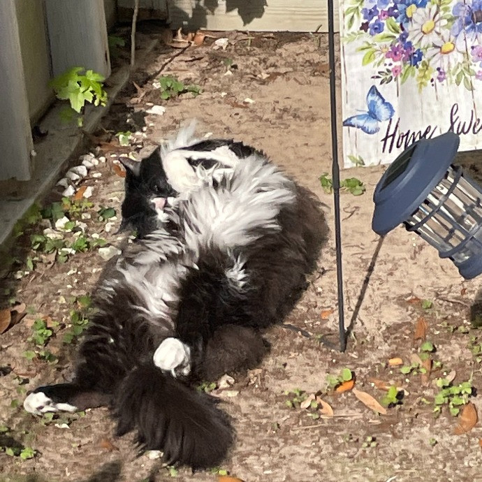 It's All About Your Furbaby photo 2