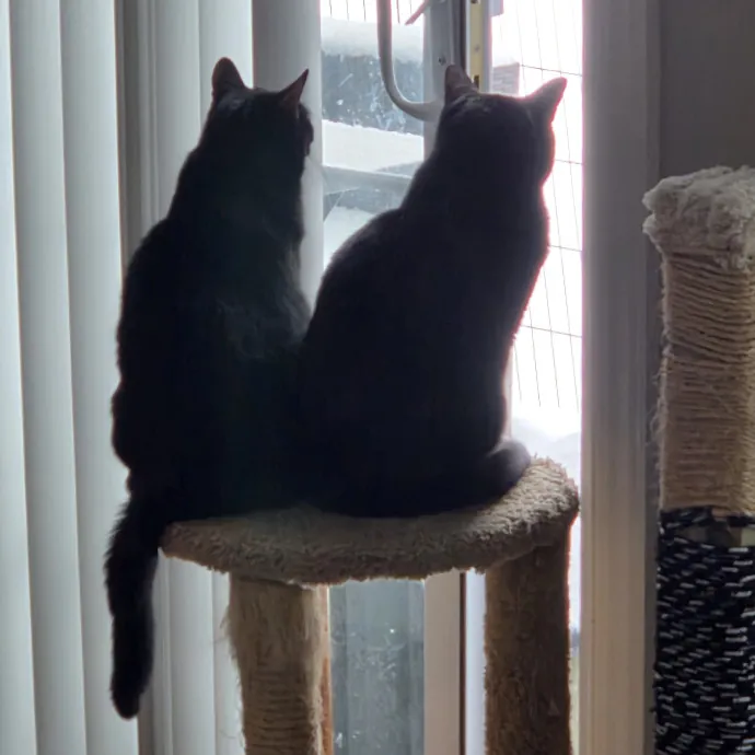 Cat Mom Care While You're Away