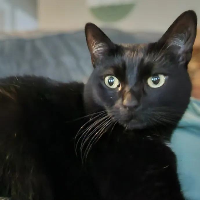 Cat Mom Care While You're Away photo 3