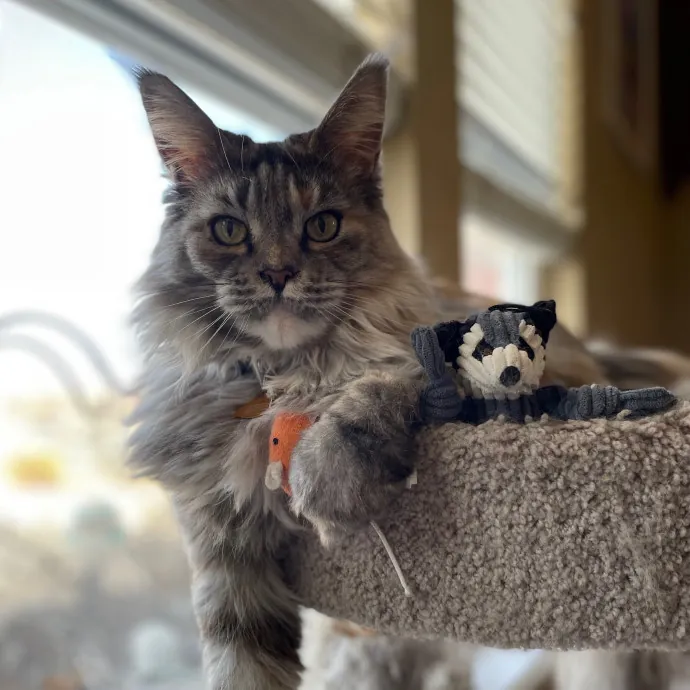 Tulsa Furriends