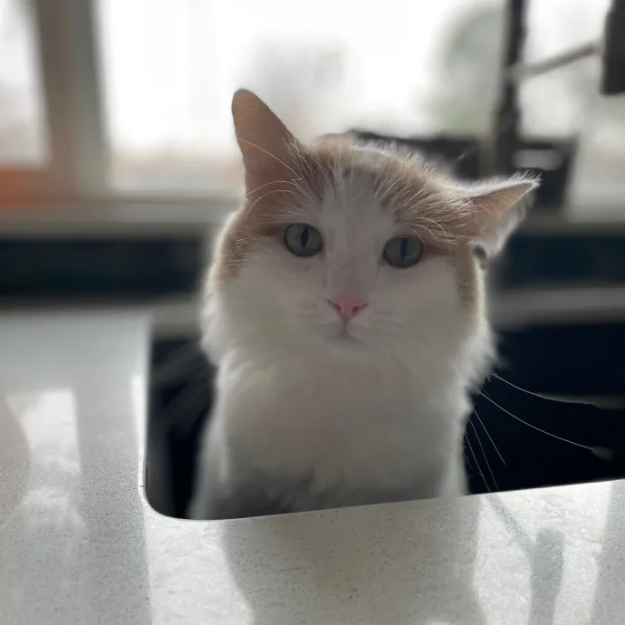 Tulsa Furriends