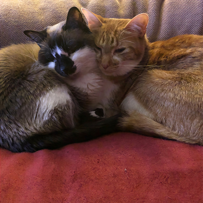 Tulsa Furriends