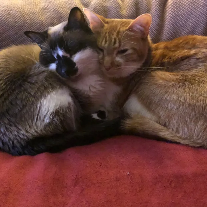 Tulsa Furriends