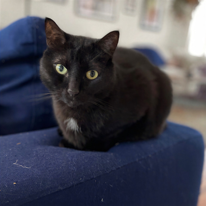 Tulsa Furriends