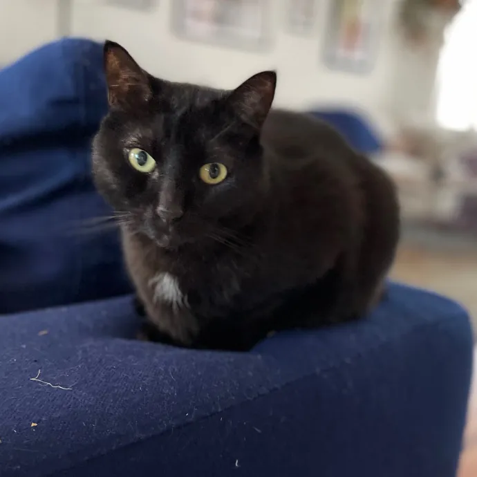 Tulsa Furriends