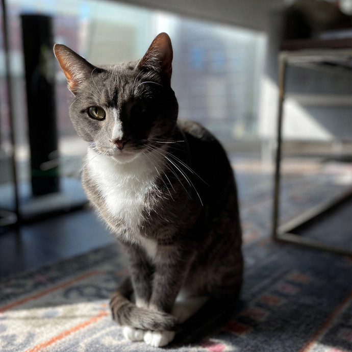 Tulsa Furriends