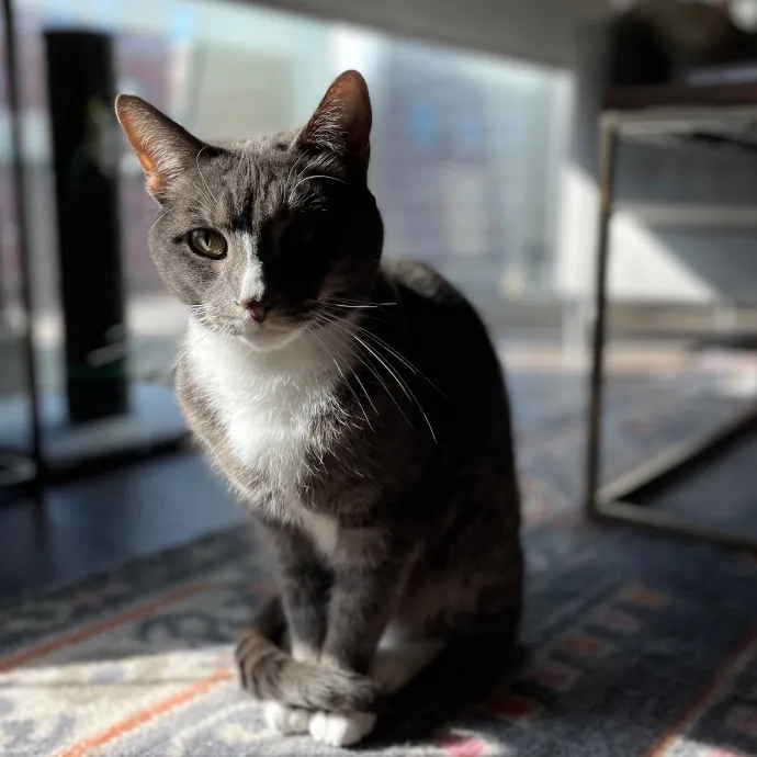 Tulsa Furriends