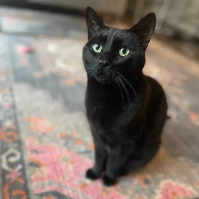 Tulsa Furriends