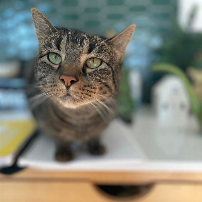 Tulsa Furriends