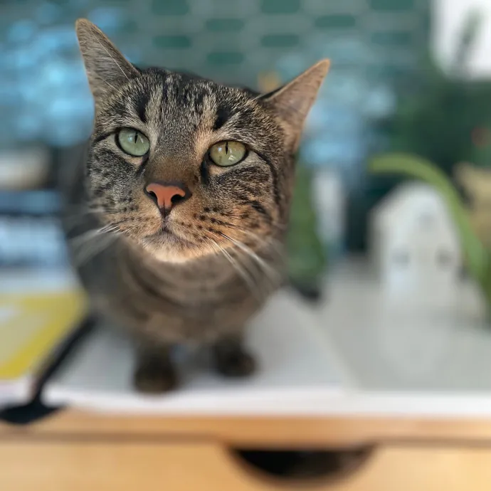 Tulsa Furriends