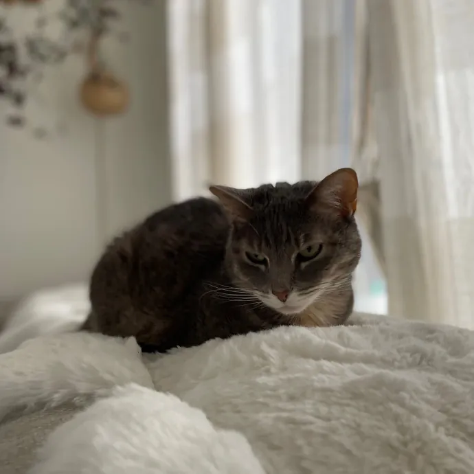 Tulsa Furriends
