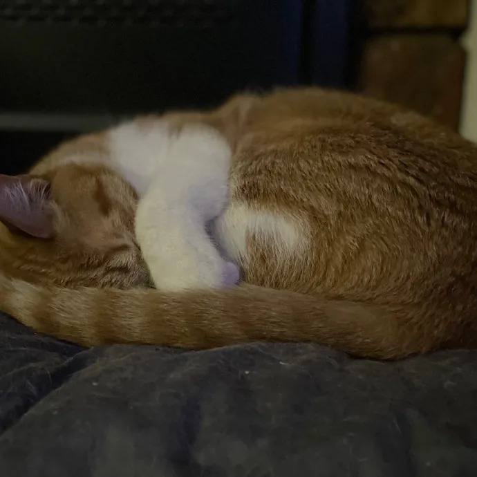 Tulsa Furriends