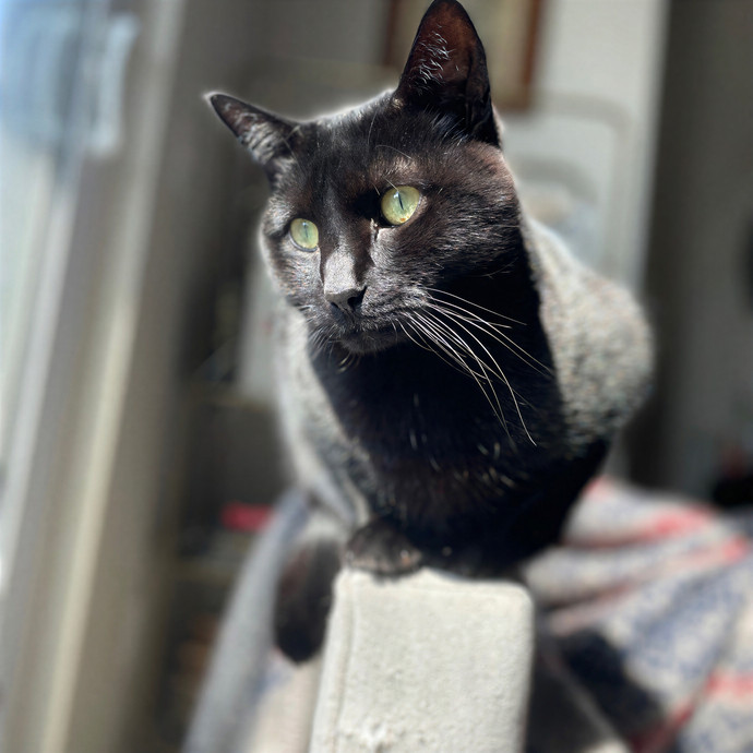Tulsa Furriends
