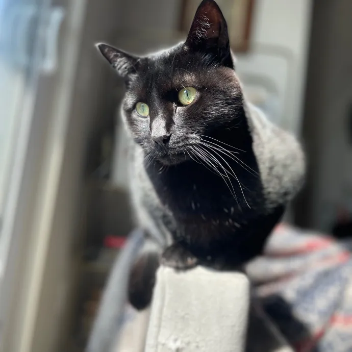 Tulsa Furriends