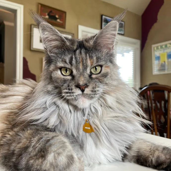 Tulsa Furriends
