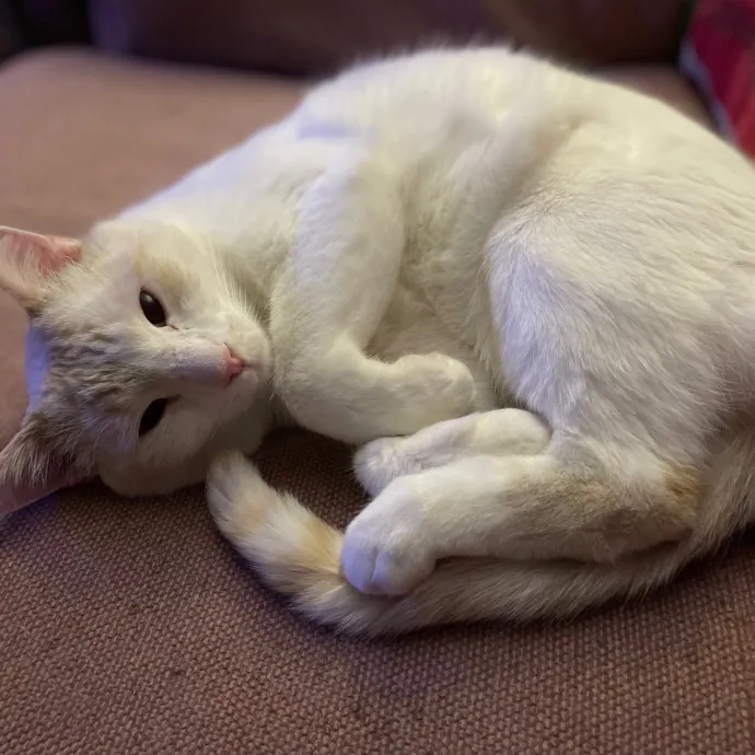 Tulsa Furriends