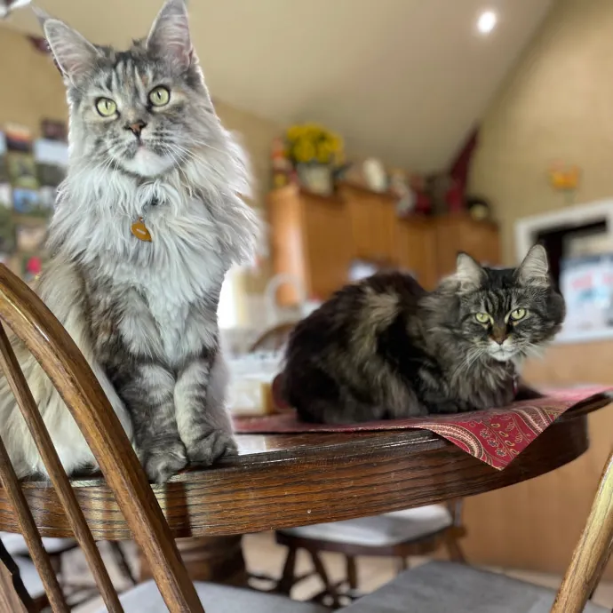 Tulsa Furriends