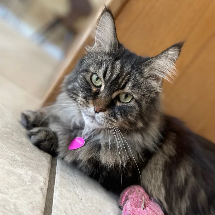 Tulsa Furriends