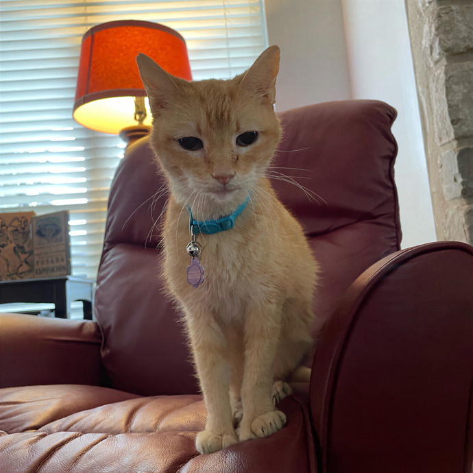 Tulsa Furriends
