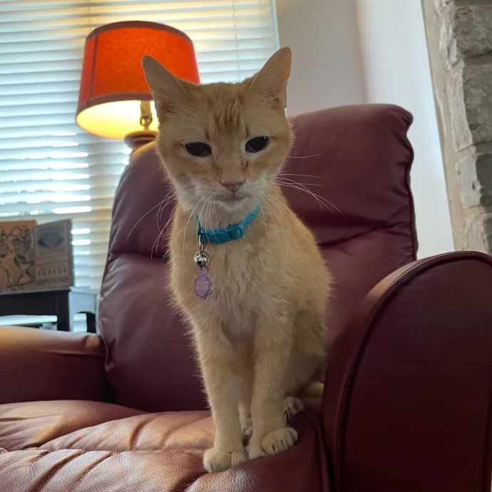 Tulsa Furriends