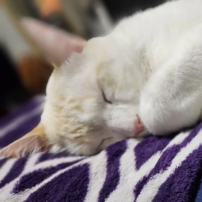 Tulsa Furriends