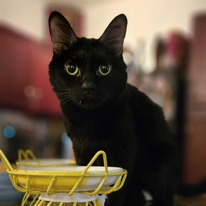 Tulsa Furriends