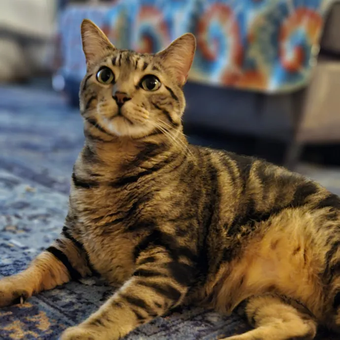 Tulsa Furriends