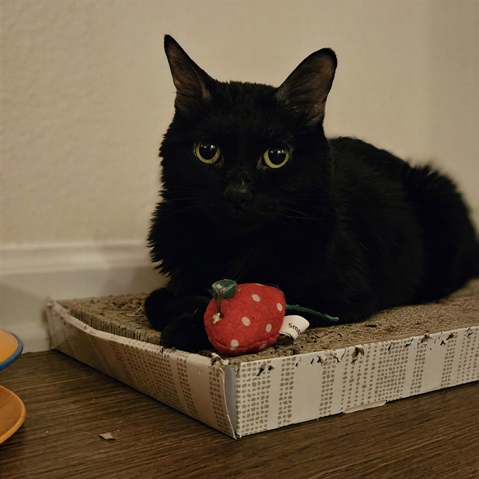Tulsa Furriends