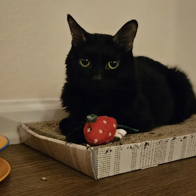 Tulsa Furriends