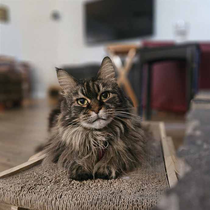 Tulsa Furriends