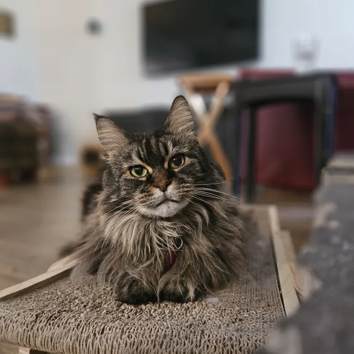 Tulsa Furriends