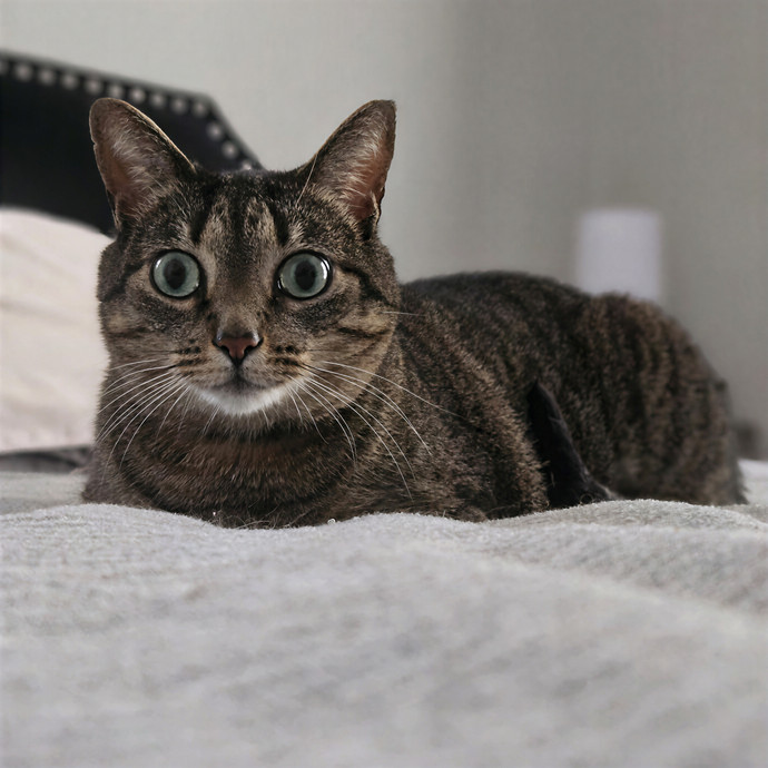 Tulsa Furriends