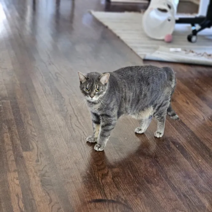 Tulsa Furriends