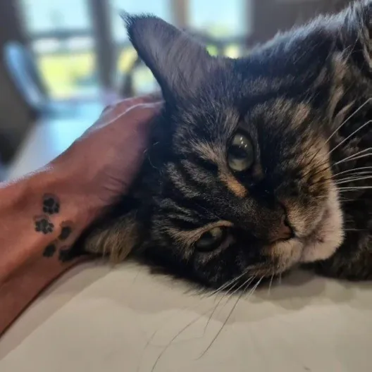 Tulsa Furriends