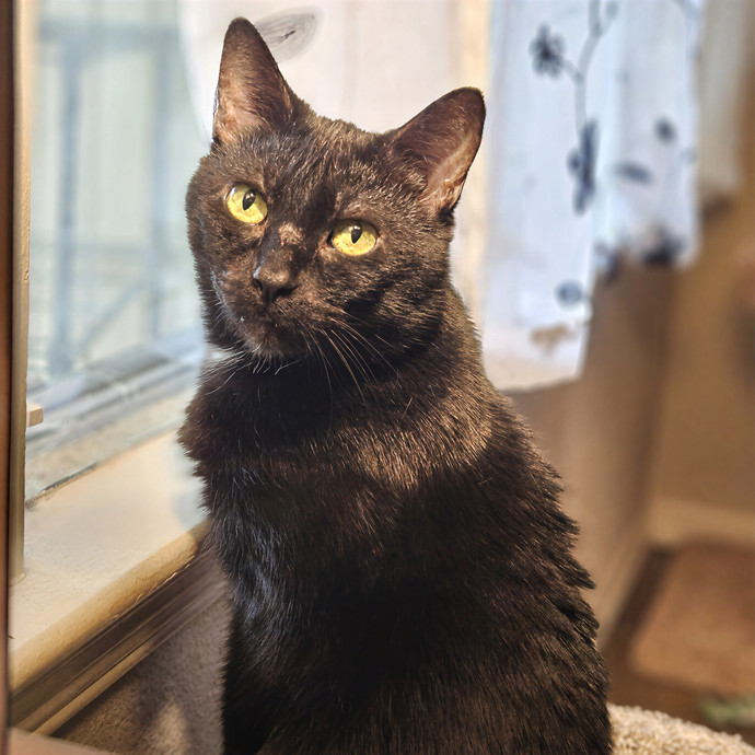 Tulsa Furriends
