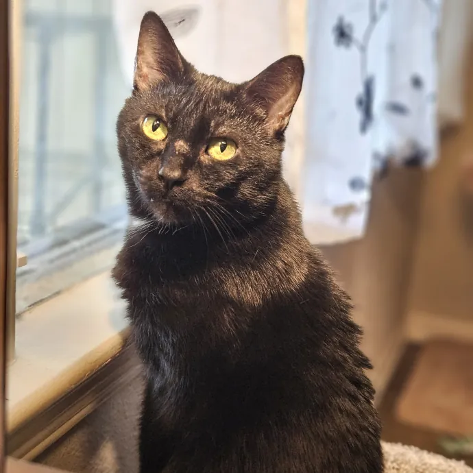 Tulsa Furriends