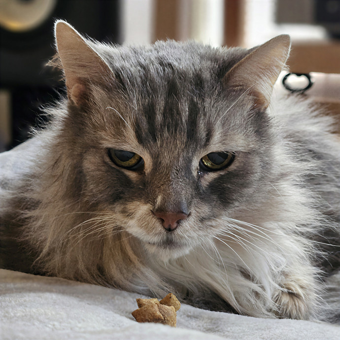 Tulsa Furriends