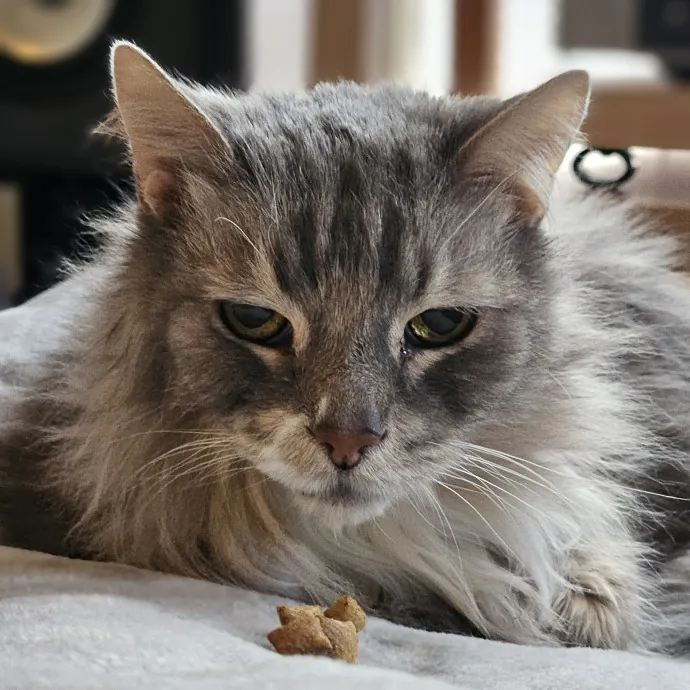 Tulsa Furriends