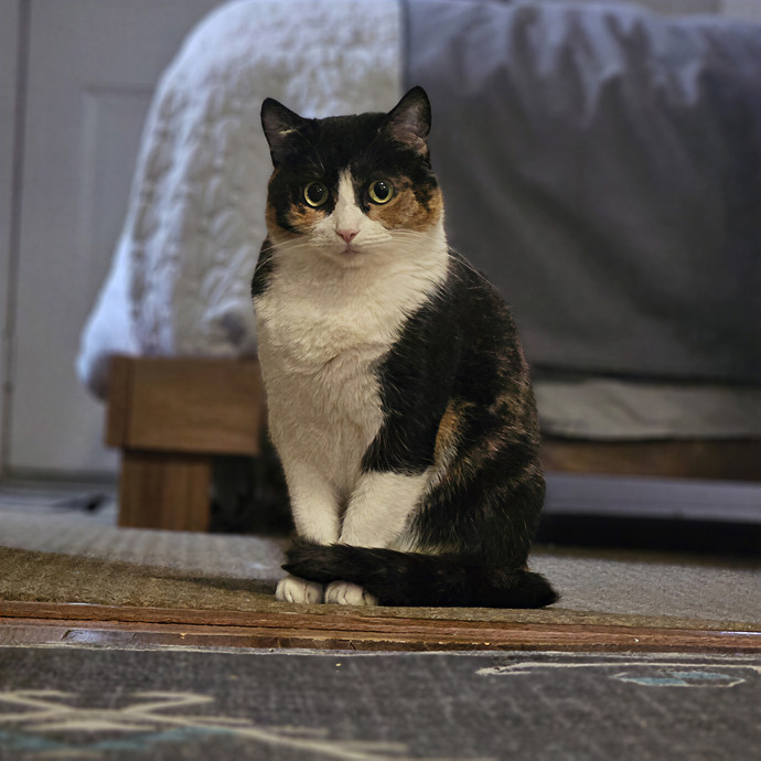 Tulsa Furriends