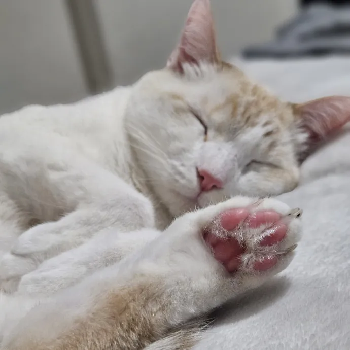 Tulsa Furriends