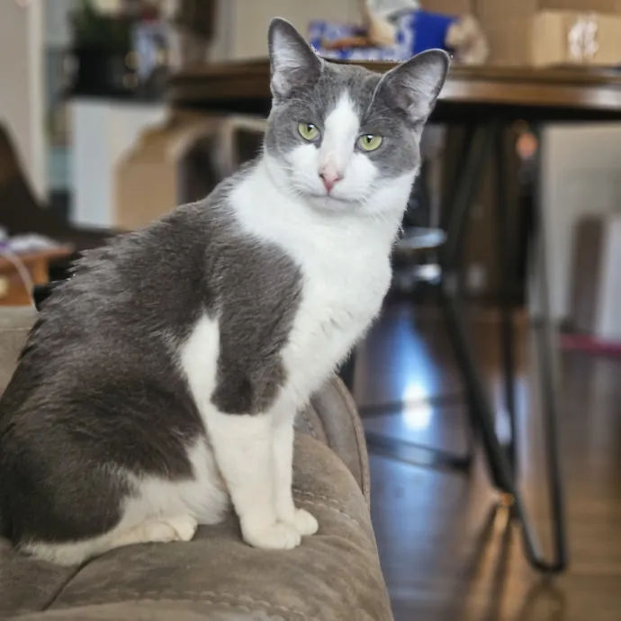 Tulsa Furriends