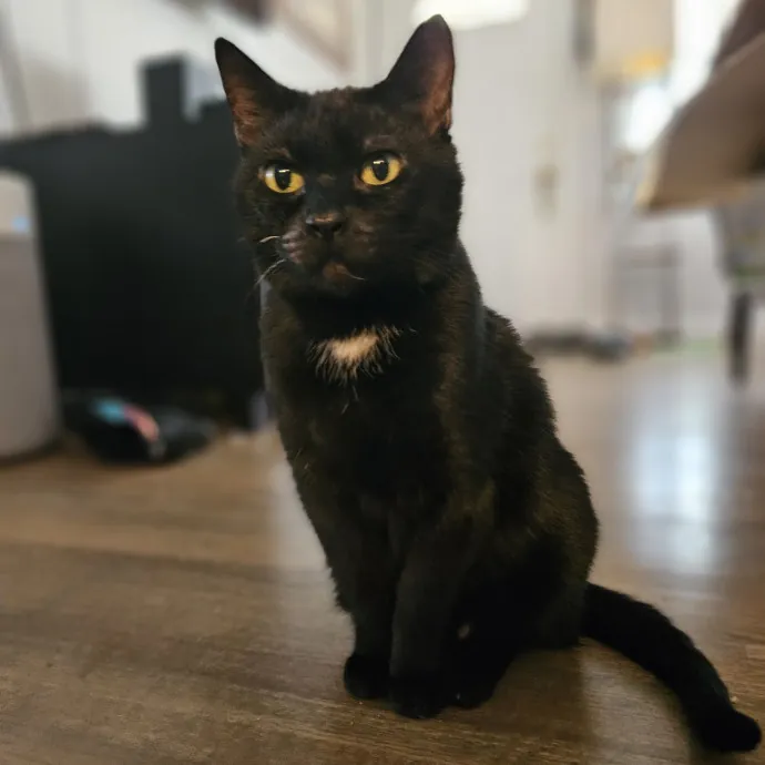 Tulsa Furriends