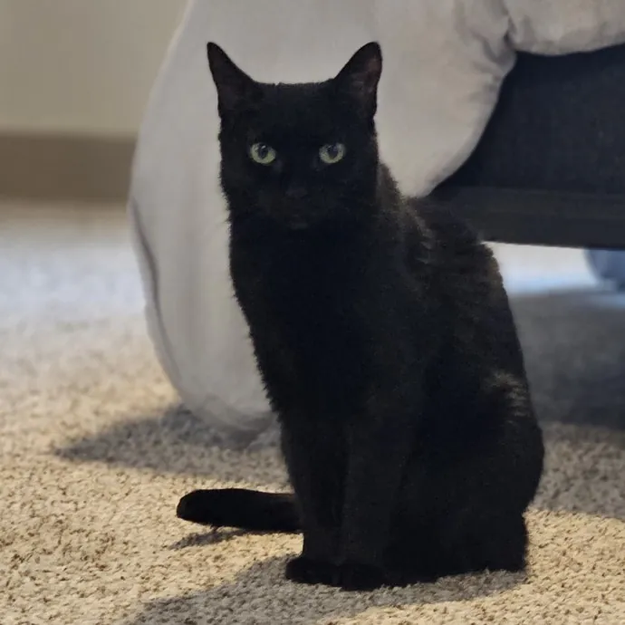 Tulsa Furriends