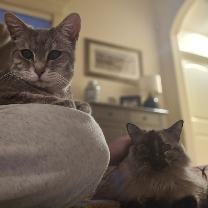 Tulsa Furriends