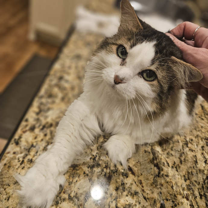 Tulsa Furriends